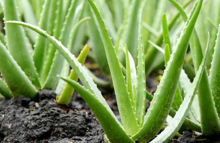 ALOE (Aloe barbadensis) Tintura Madre - Imagen 2