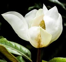 Microdosis de Flor de Yoloxóchitl (Magnolia mexicana) - Tollán Herbolaria