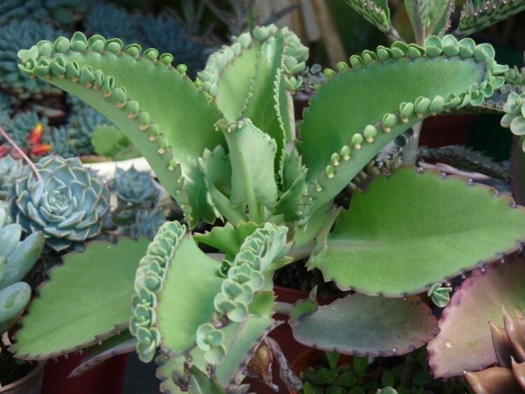 kalanchoe laetivirens