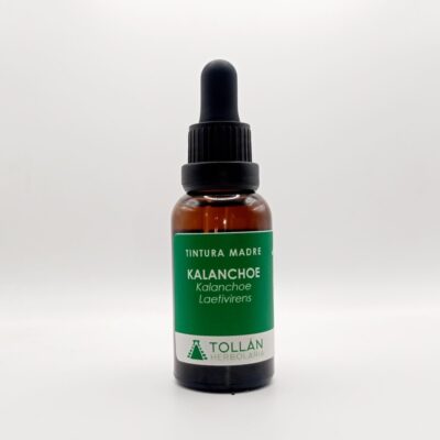 Kalanchoe (laetivirens) Tintura Madre