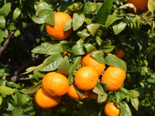 mandarina medicinal