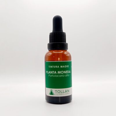 Planta Moneda (Portulacaria afra) Tintura Madre