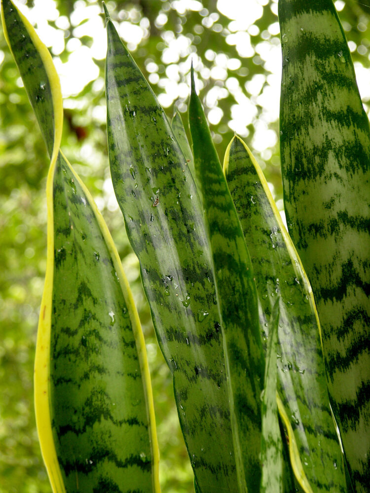 ESPADA DE SAN JORGE (Sansevieria) Tintura Madre - Imagen 2