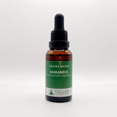 Hamamelis