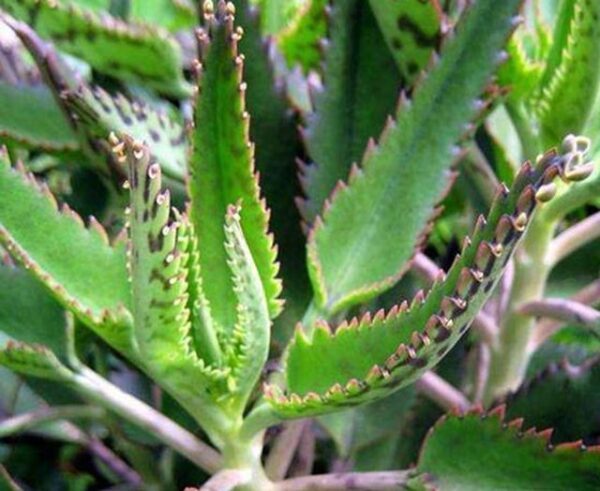 kalanchoe medicinal