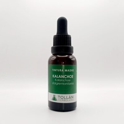 Kalanchoe (Kalanchoe daigremontania) Tintura Madre