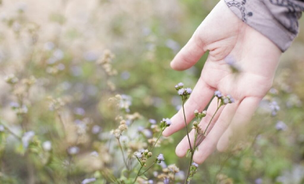 Plantas medicinales para emociones