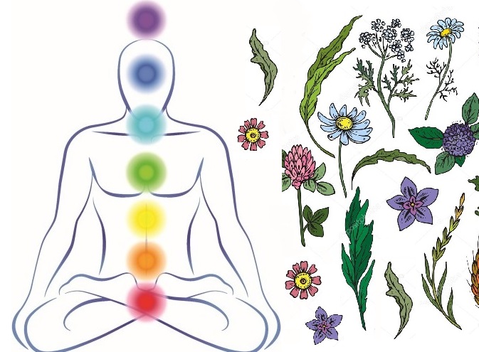 Chakras y plantas sagradas