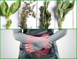 Plantas medicinales para colitis