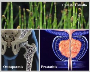 Cola de caballo beneficis