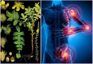 Plantas medicinales para articulaciones
