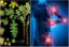 Plantas medicinales para articulaciones