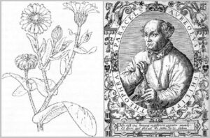 Paracelso plantas sagradas