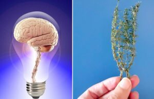 plantas para la memoria