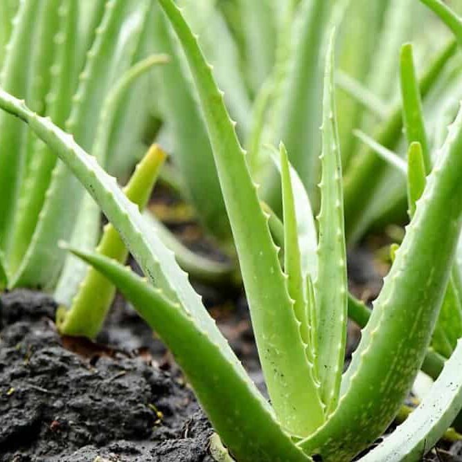 aloe gastritis