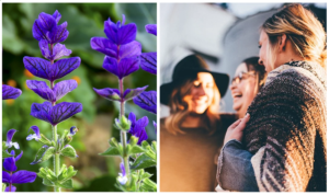 Plantas medicinales para la mujer