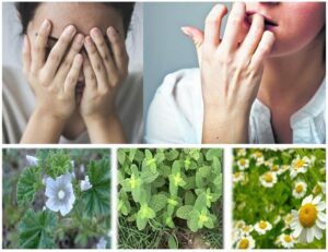 plantas medicinales para ansiedad