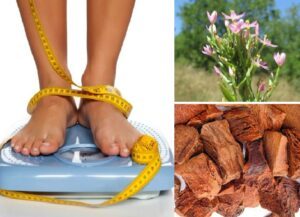 Tlanchalagua y cocolmeca para bajar de peso