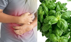 Plantas medicinales para tifoidea