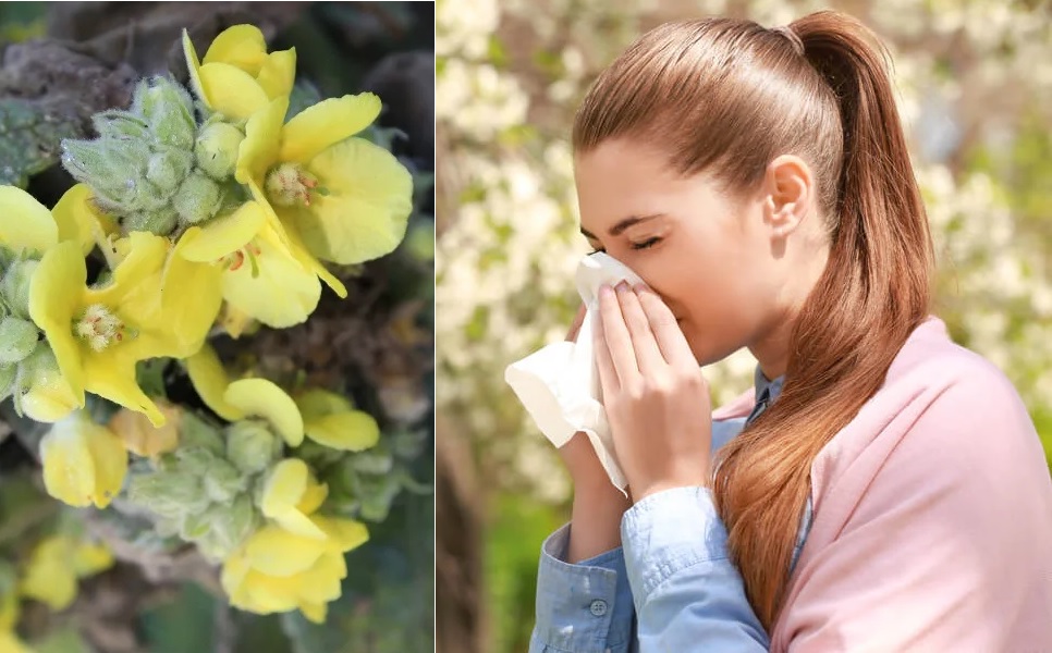 Plantas medicinales para alergias