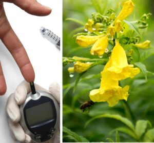 diabetes plantas medicinales