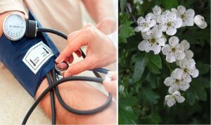 plantas para presion alta