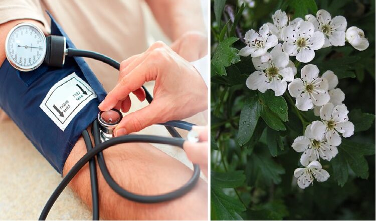 plantas para presion alta