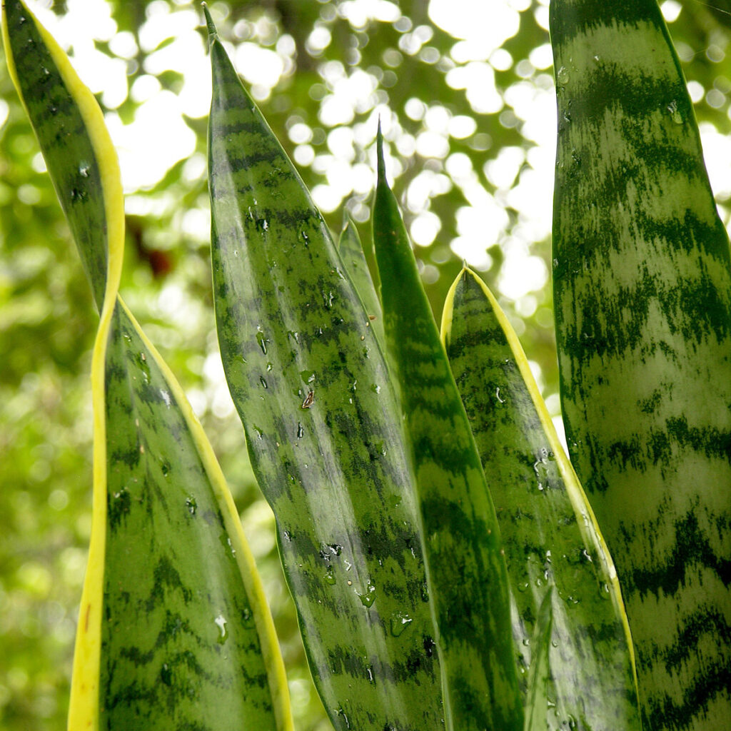 espada de san jorge