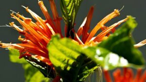 Muicle para qué sirve