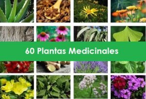 60 mejores plantas medicinales