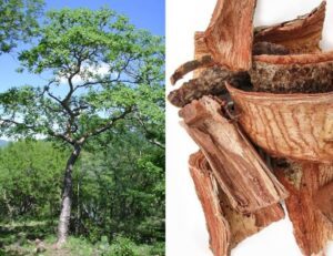 Cuachalalate para el cancer