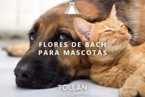 flores de bach mascotas