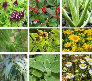 Plantas medicinales para enfermedades