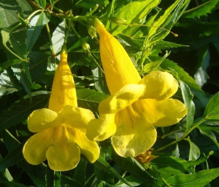 tronadora tecoma stans