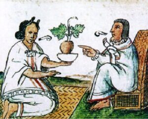 herbolaria mexicana obesidad