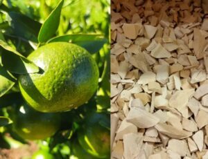 raiz de lima beneficios y contraindicaciones