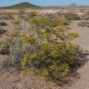 Gobernadora larrea tridentata