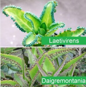 kalanchoe medicinal