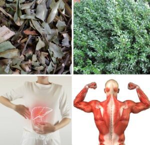 para que sirve el axocopaque