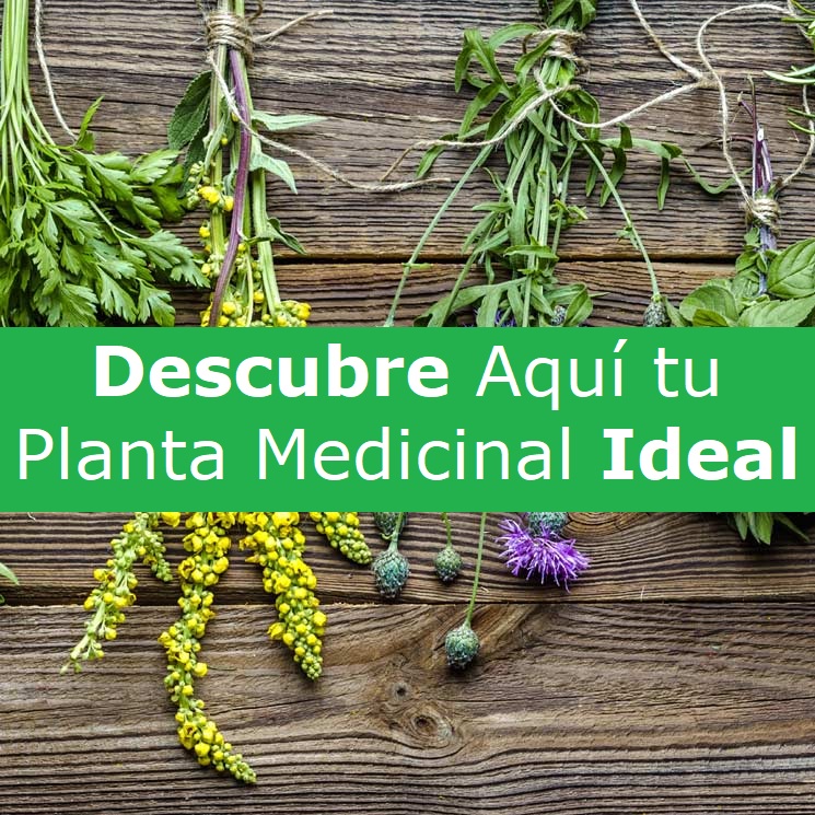 plantas medicinales para enfermedades