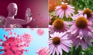 equinacea para fortalecer el sistema inmunologico