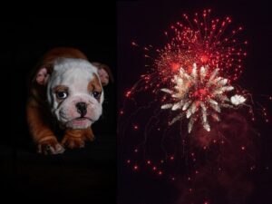 perros y fuegos artificiales qué hacer