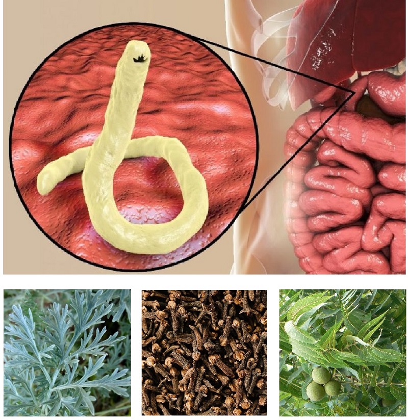 desparasitación de hulda clark