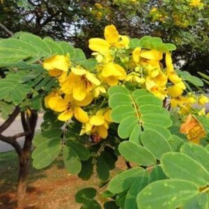 Hoja Sen Senna Bicapsularis Tintura Madre Toll N Herbolaria