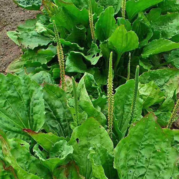 LLANTÉN (Plantago major) Tintura Madre - Imagen 3