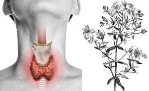 plantas medicinales para cuidar la tiroides