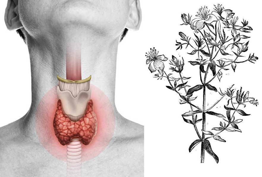 plantas medicinales para la tiroides