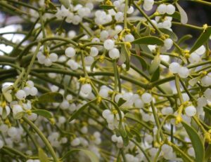 muérdago viscum album