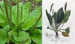 propiedades del Llantén