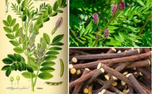 propiedades del regaliz